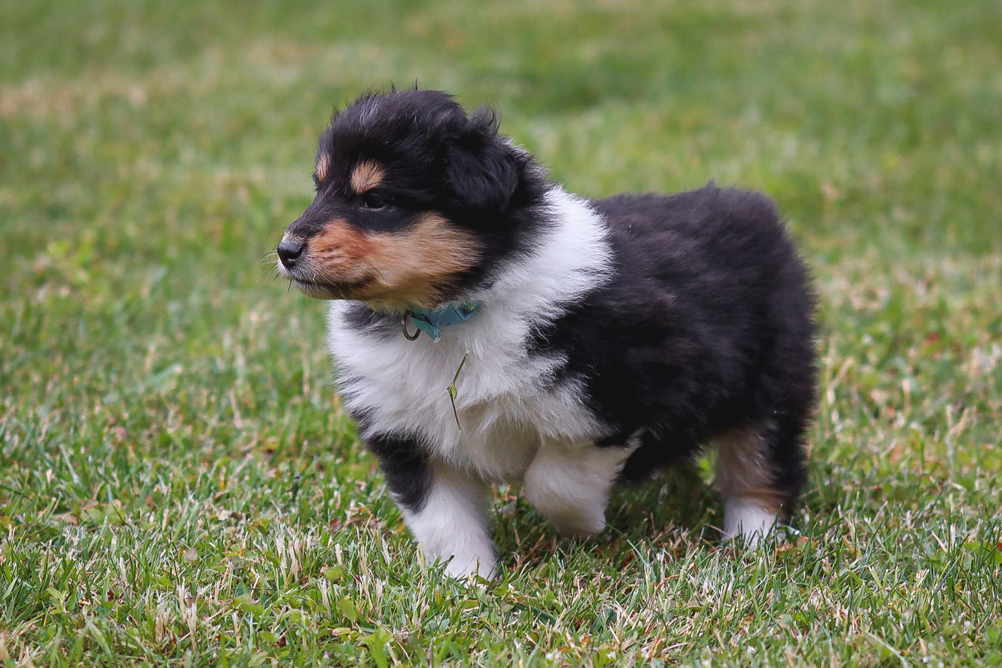 Ollie
