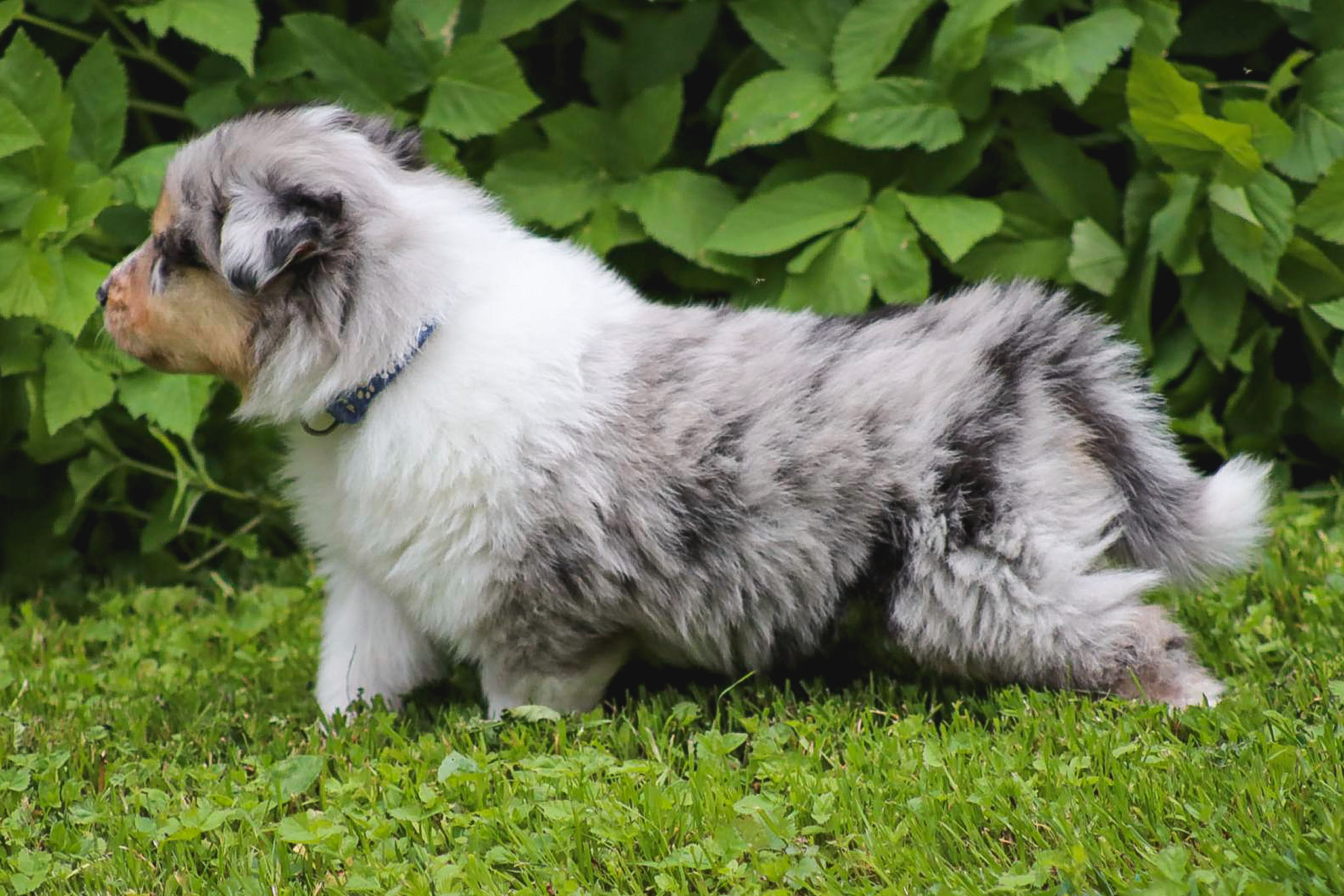 Odin