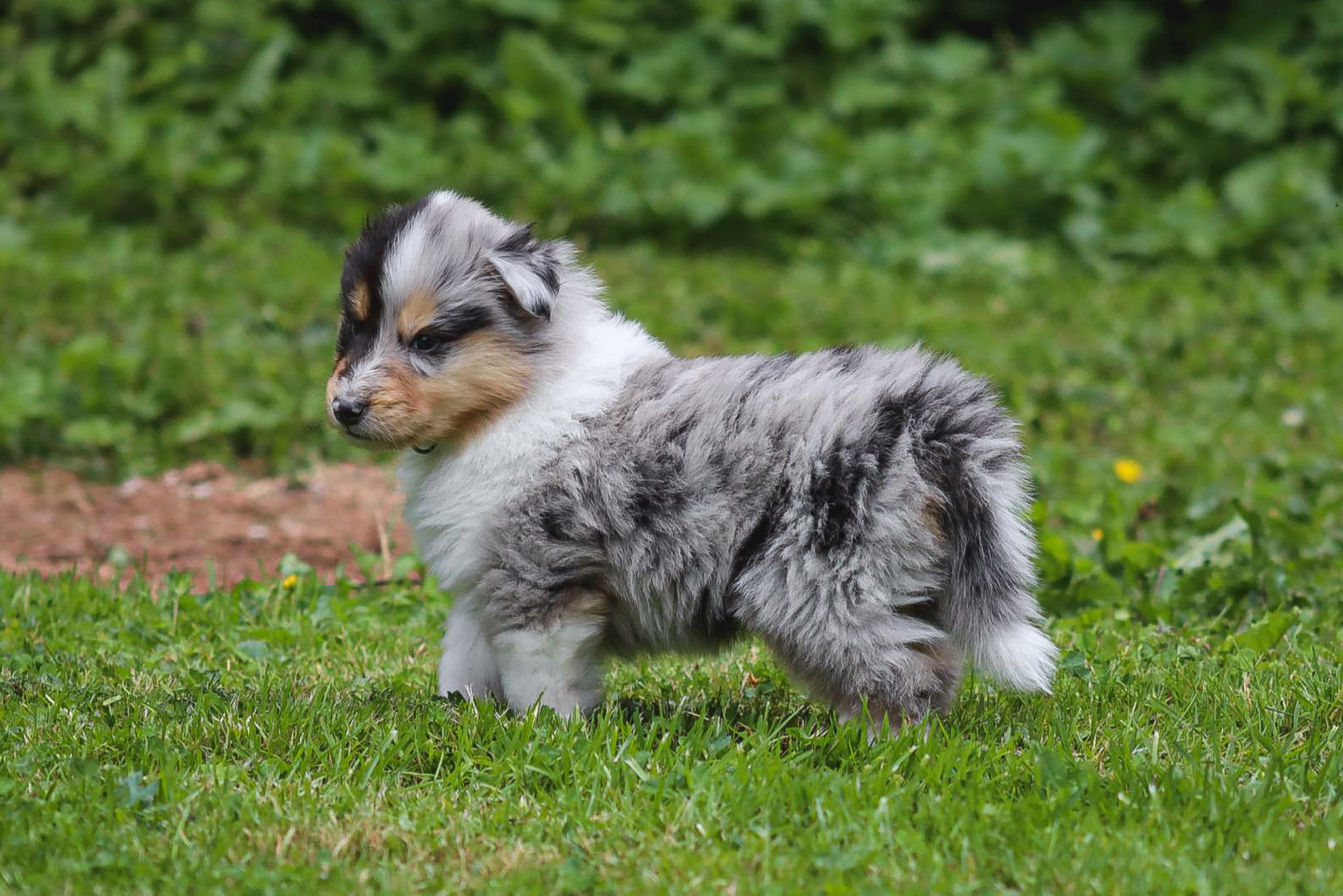 Odin