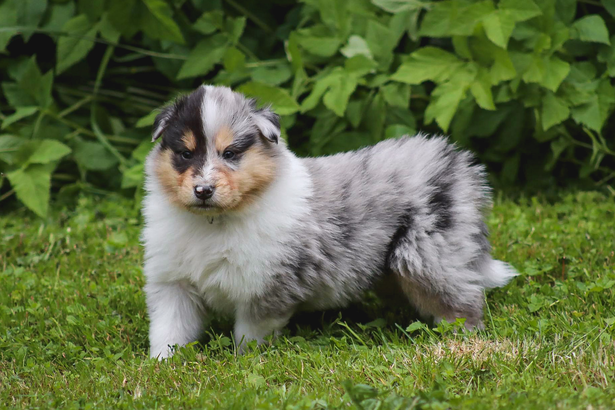 Odin